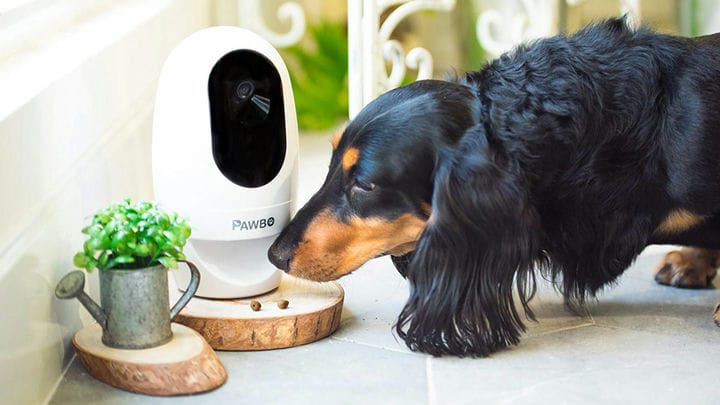 Лучшие камеры для домашних животных, которые вы можете получить в 2020 году